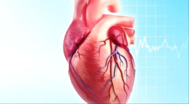 إعرف جسمك.. الشريان التاجى.. هكذا تدور رحلة توزيع الدم فى قلبك