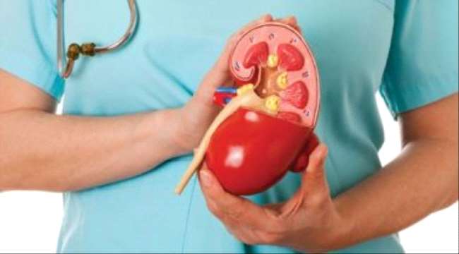 المثانة مخزن وحلقة الوصل بين ممرات البول تتحمل نصف لتر