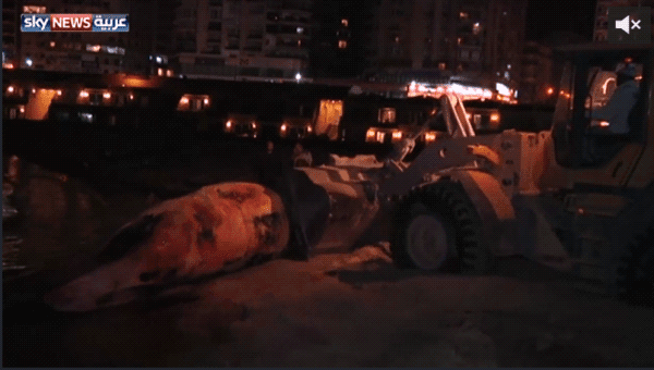 آخر تطورات سحب جيفة الحوت الضخم في الإسكندرية