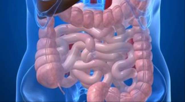 اعرف جسمك.. الأمعاء الدقيقة.. 7 أمتار تمتص 95% من غذائك