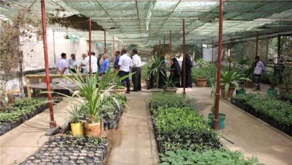 صندوق النظافة بعدن ينتج 38 الف شتلة زراعية وينفذ عملية تشجير وصيانة واسعة