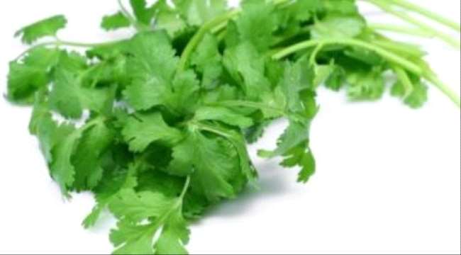 فوائد الكزبرة عديدة من ضمنها علاج الجدرى وفقر الدم