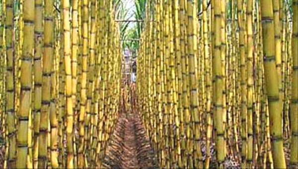 فوائد عصير القصب لضغط الدم والعناية بالبشرة