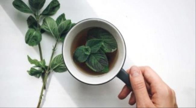 فوائد النعناع كتيرة منها علاج القولون العصبى ونزلات البرد
