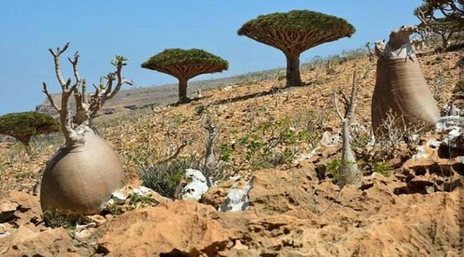 نشطاء جنوبيون يطلقون هشتاج ##الامـارات_سند_سقطرى "تفاصيل"