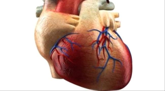اعرف جسمك .. التامور عضو حيوى يقدم 5 وظائف للقلب ولكن يمكن الاستغناء عنه