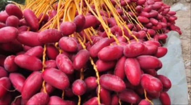 فوائد البلح الاحمر عديدة منها الوقاية من السرطان والاكتئاب
