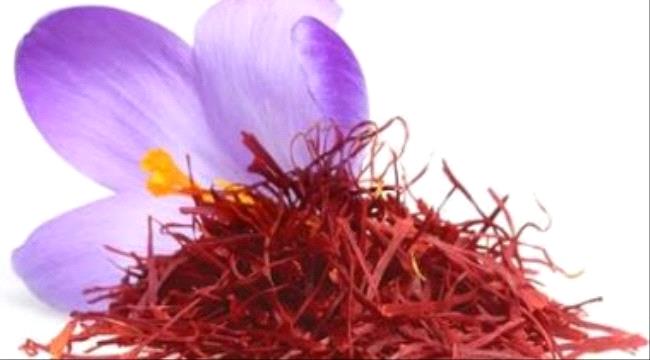 فوائد الزعفران تقليل فرص الإصابة بالسرطان وأمراض القلب