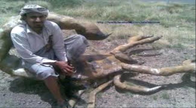 ظهور أضخم عقرب في العالم في محافظة شبوة(صورة)