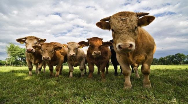 المملكة المتحدة..خبراء يحذرون من تفشي وباء جنون البقر من جديد!
