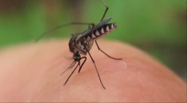 "الناموس" أكبر ناقل للملاريا.. كيف ينقل العدوى؟