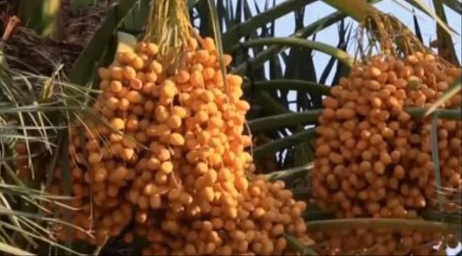 9 فوائد لتناول البلح الأصفر ..يعالج الاكتئاب ويحميك من الفيروسات