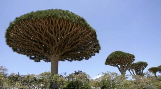  الانضمامات العسكرية لركب الثورة الجنوبية بمحافظة سقطرى تتوالى وهزائم متتالية للمشروع الاخواني