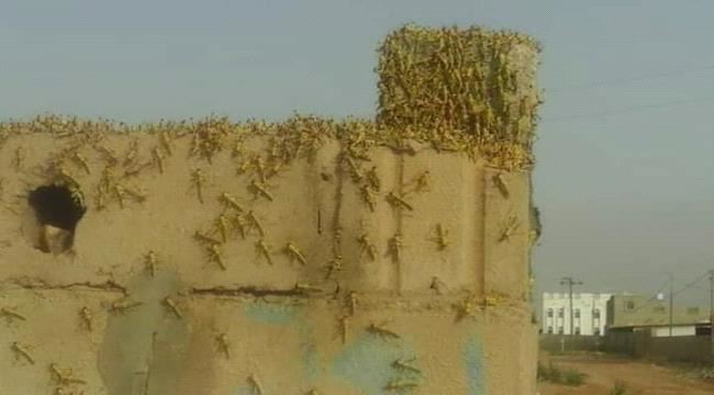 شبوة.. هجوم  للجراد الصحراوي على مدينة جول الريدة بمديرية ميفعة