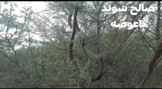 قتل "ثعبان" ضخم بشبوة