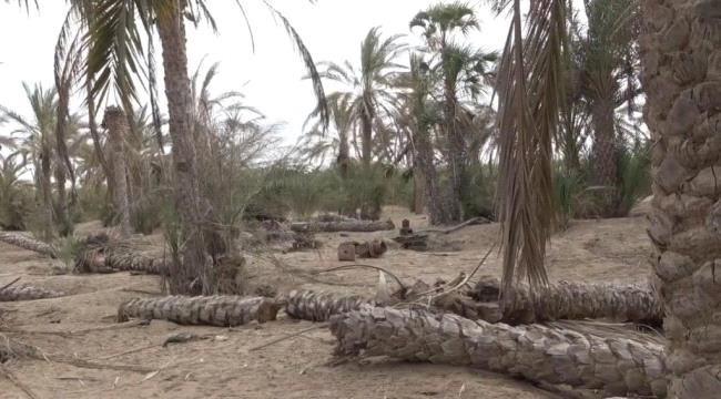 ألغام الحوثي تعطل زراعة تهامة