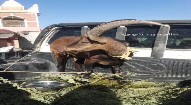 شبوة..بيع تيس بالفين ريال سعودي