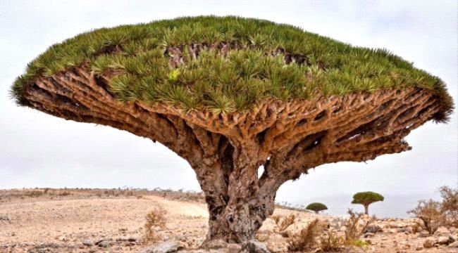 سياسي جنوبي يؤكد: قرار سقطرى بيد أبنائها  