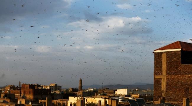 كوريا الجنوبية تساعد اليمن لمكافحة الجراد الصحراوي