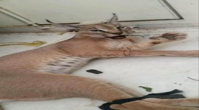 ظهور حيوان عربي نادر لأول مرة في محافظة شبوة(صورة)