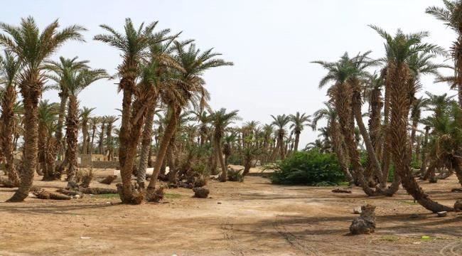 الحديدة.. مليشيا الحوثي تفرض "الخُمس" على مزارعي "التمور"
