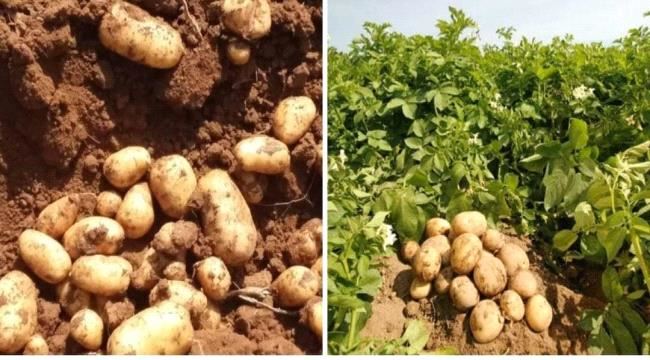 مقترح لاستبدال القات الضالعي بالخضروات