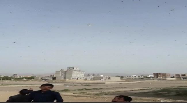 الجراد يغطي سماء صنعاء