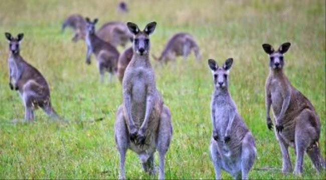 علماء يكتشفون حيوان قادر على الحمل أثناء حمله