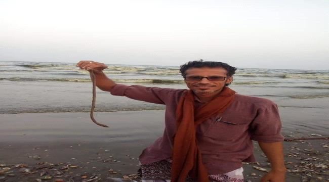 متخصص في الحياة البحرية يوضح حول تغير لون البحر ونفوق الاسماك بعدن