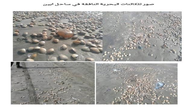 تقرير تفصيلي عن حالة نفوق الأسماك على ساحل أبين في عدن  
