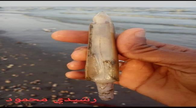 عدن:ظهور  كائن بحري من فصيلة الرخويات
