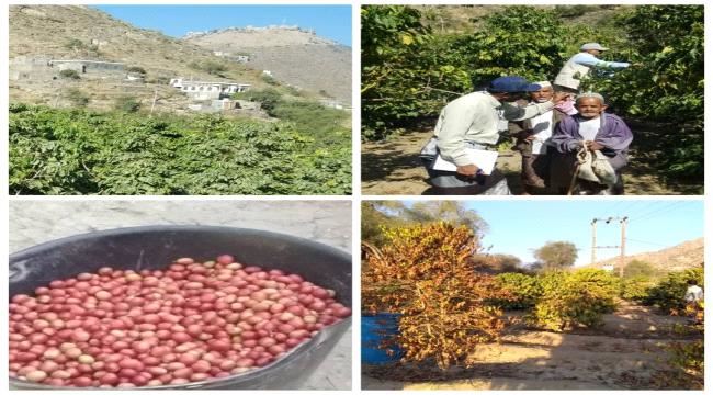 أبين : اختتام مسح شجرة البن ومصادر المياه في مديرية رصد بيافع