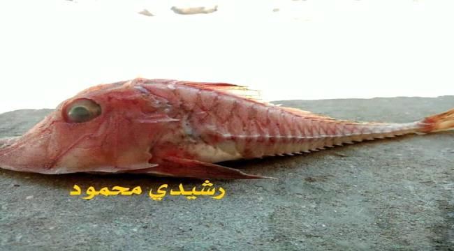 ماهي سمكة الشيطان العدني؟