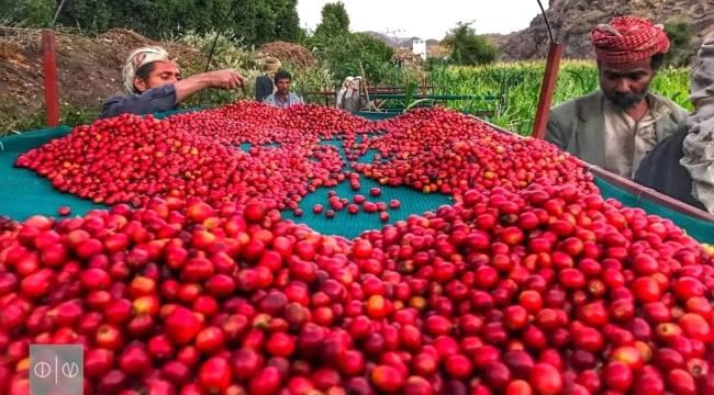شاب يمني يسعى لزراعة مليون شجرة بنٌ خلال 10 أعوام