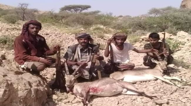 مدير عام حماية البيئة بشبوة يطالب محافظ المحافظة بضبط العابثين بالحياة البرية