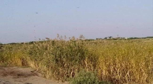 الجراد يهاجم محاصيل المواطنين في المنطقة الوسطى بابين
