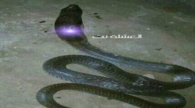 العثور على جوهرة ثعبان في محافظة شبوة