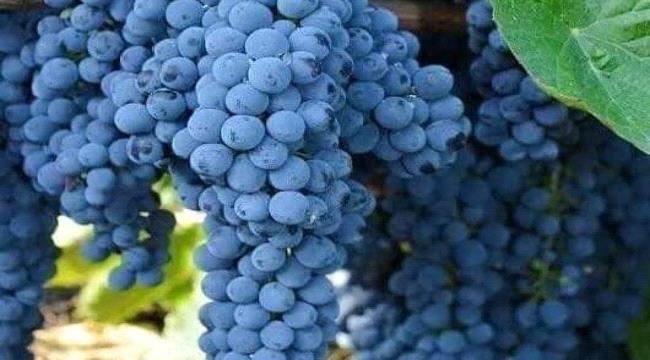 عنب اليمن "جواهر" عابرة للحدود