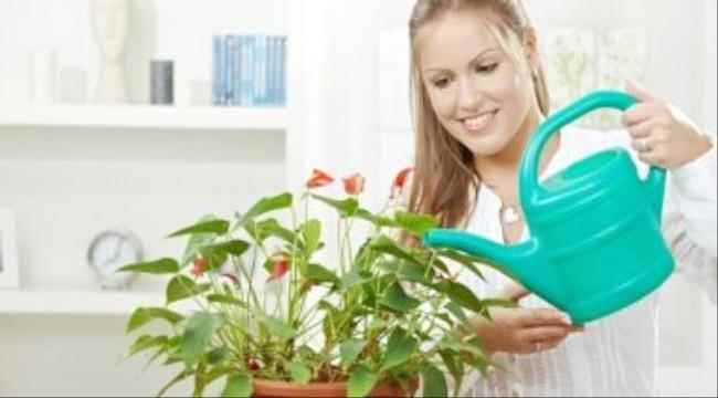 تعرف على فوائد وضع أصص النباتات بالمنازل للصحة العقلية.. تعالج الاكتئاب