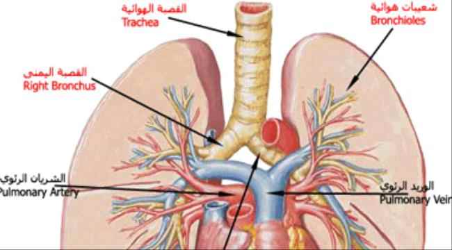 نصائح لكيفية الحفاظ على جهازك التنفسى مع انتشار الفيروسات