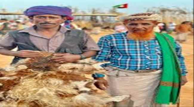 "سقطرى تواصل تنظيم أنشطة وفعاليات نوعية لاستعراض الموروث الشعبي بمهرجان الشيخ زايد الخامس 