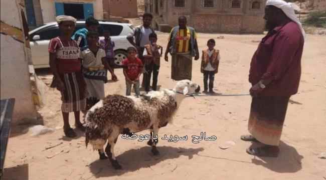 أضاحي العيد بشبوة تسجل رقما قياسيا