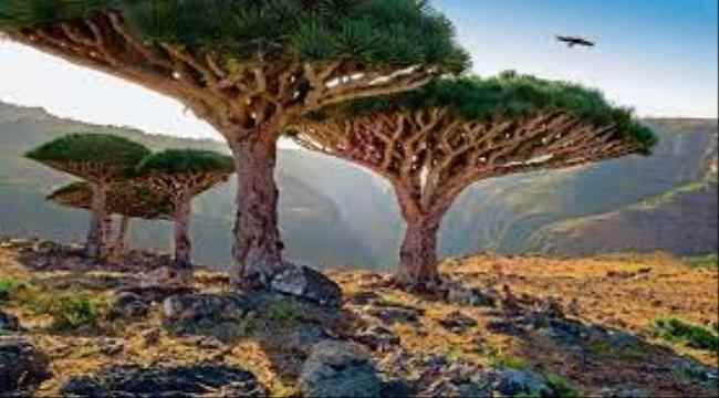 تعرف على دعم #الامارات لجزيرة سقطرى منذ العام 2015