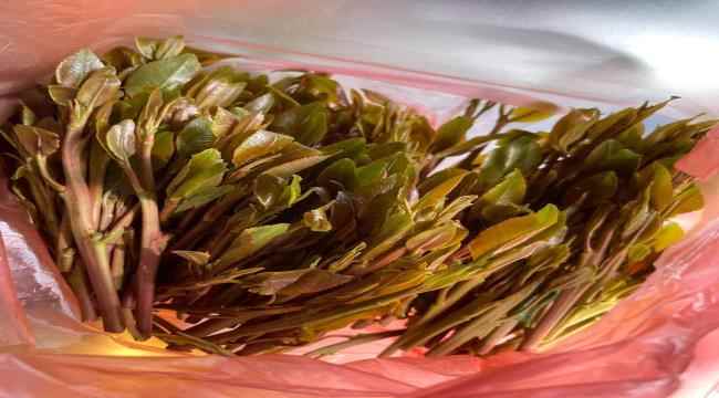 بسبب القات يمني يواجه السجن لسنوات طويلة