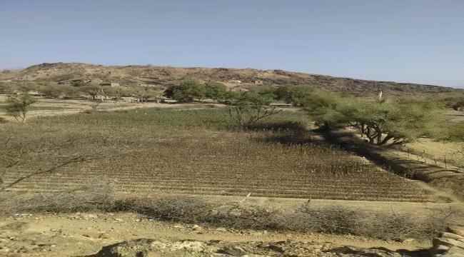 الجفاف يجتاح عهامة بمسيمير لحج ويتسبب بإتلاف المزروعات ونفوق الحيوانات ونزوح الأهالي