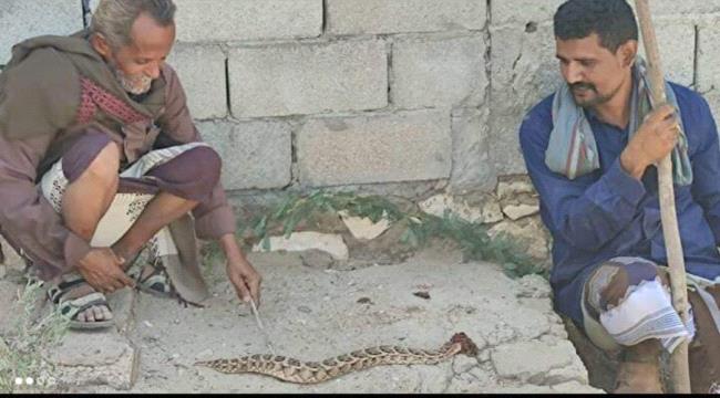 من أخطر الافاعي السامة تظهر لأول مرة في المحفد