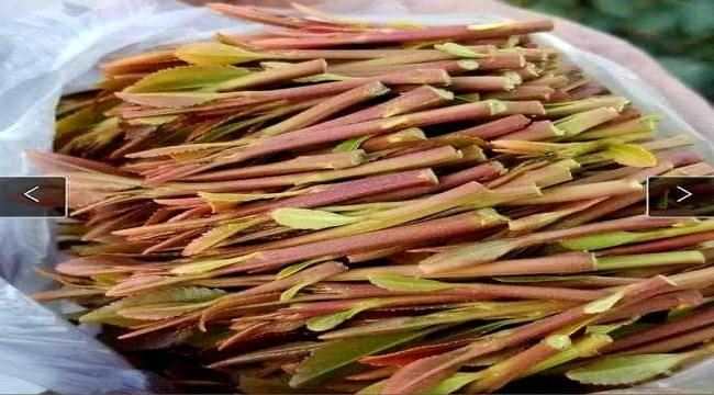 مزارعو القات في اليمن وكأس العالم..الفرصة التي لا تعوض