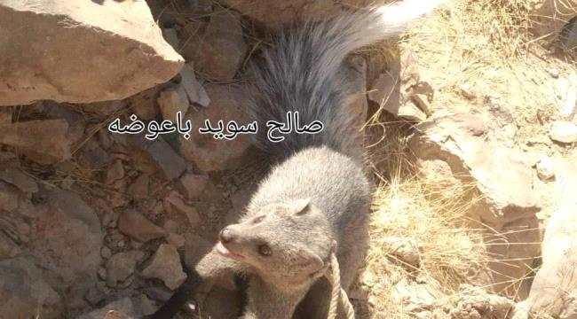 ظهور حيوان نادر لأول مرة في طلح شبوة ( صورة )