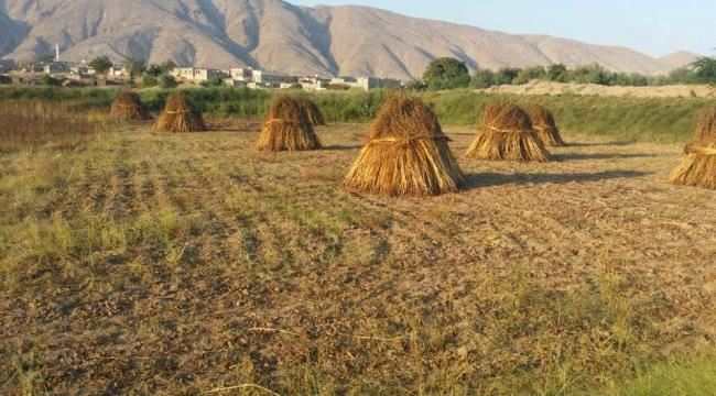 ابين تحتفي بموسم الحصاد 