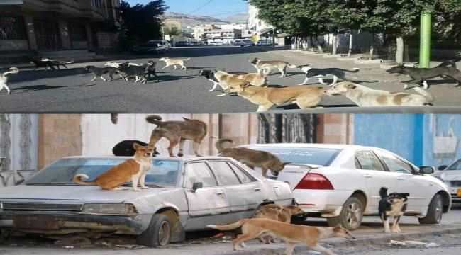 رقم كبير لعدد حالات عضة الكلب في صنعاء بينها وفيات